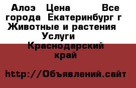 Алоэ › Цена ­ 150 - Все города, Екатеринбург г. Животные и растения » Услуги   . Краснодарский край